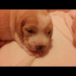 Meet your Posher, Thomas